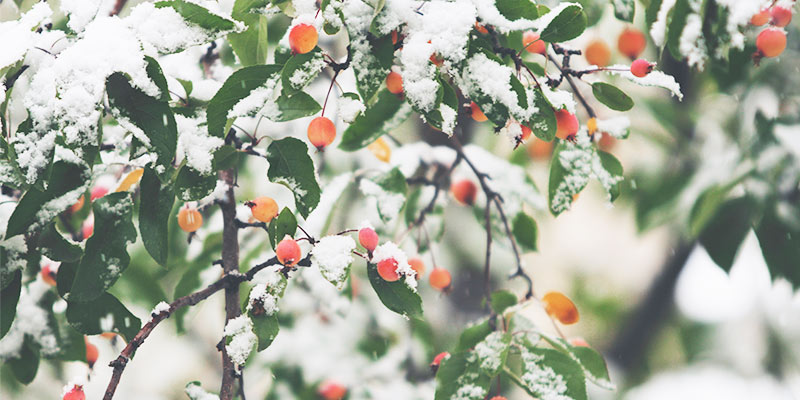 Protéger ses plantes de jardin pour l'hiver