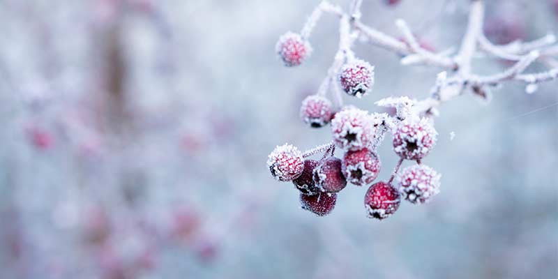 que faire en hiver dans le jardin ?