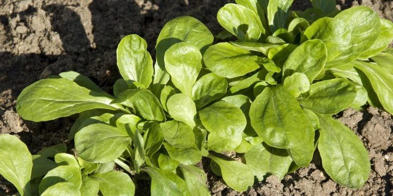 Mâche verte de Cambrai pour des salades