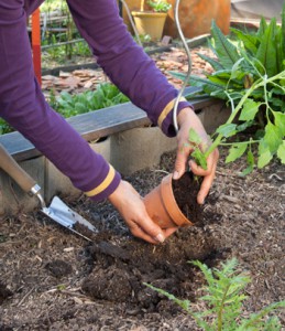 Conseils pour carré potager