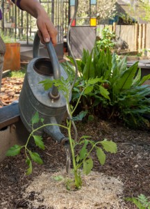 Arrosage carré potager