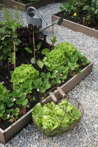 Carré potager avec salade