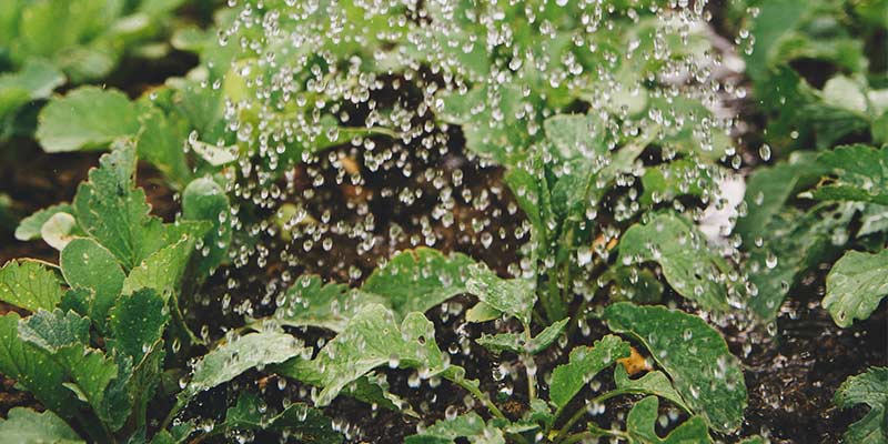 Planter les graines du jardin en février