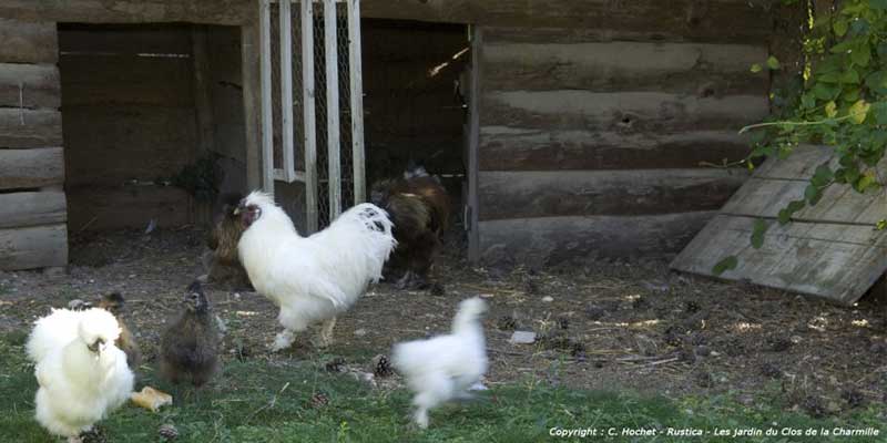 Un poulailler dans le jardin