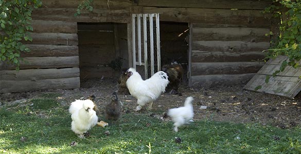 Poulailler dans le jardin