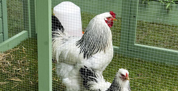 Quelles poules dans le poulailler ?