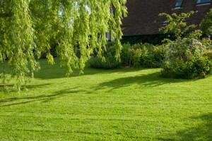 Pelouse de jardin