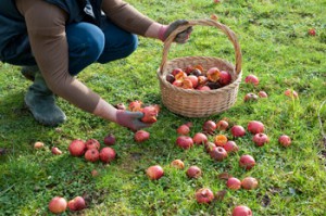 Ramasser pommes au jardin