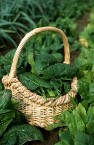 Panier d épinard Géant d hiver au potager, légume