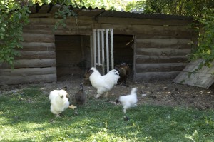 Poulailler, poule soie