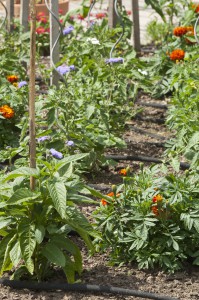potager fleuri, tuyau microporeux pour arrosage