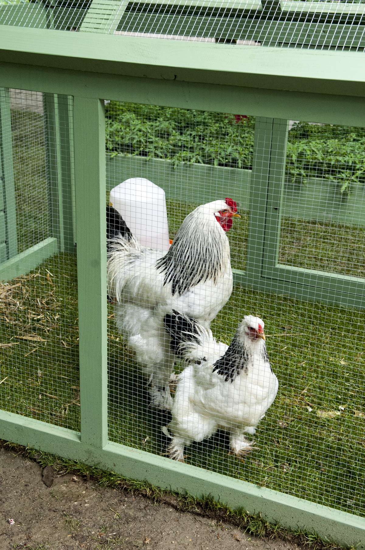 Quels Animaux De Ferme Autour Du Jardin