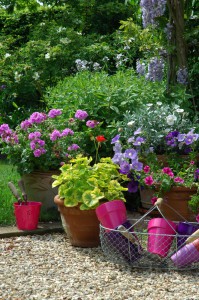 Potée fleuries de petunia, pelargonium et convolvulus. Glycine. Stylisme M.Marcat