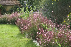 Massif de gaura, genet, verbena boniarensis