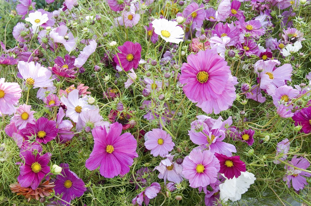 Des fleurs résistantes pour un été en toute sérénité