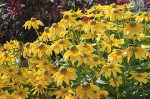 Rudbeckia