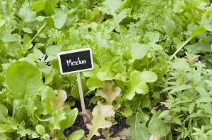 Mesclun, Manifestation de L Art du Jardin édition 2013