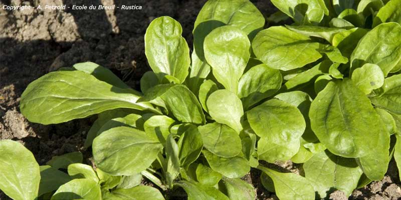 Récolte tardive du potager