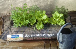 Mini potager en sac