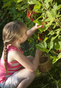 Enfants récoltant des groseilles