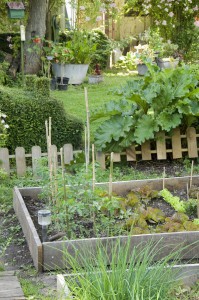 Potager avec des carrés de planches de culture