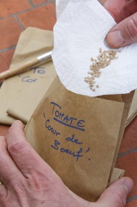 Récolte de graines de tomate. Conserver dans un sachet en papier.