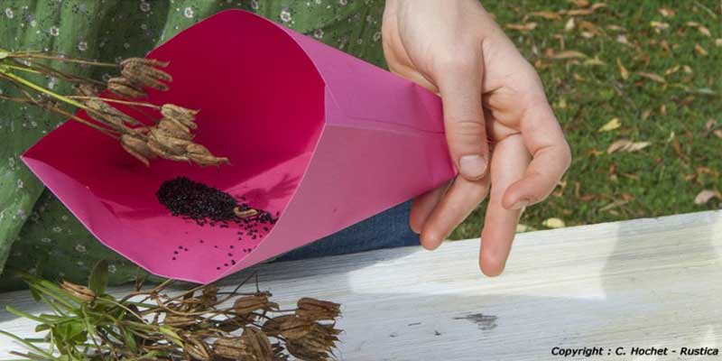 Conserver vos graines du jardin