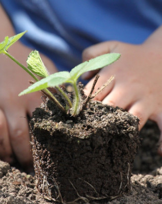 plantations faciles pour jardinage enfant