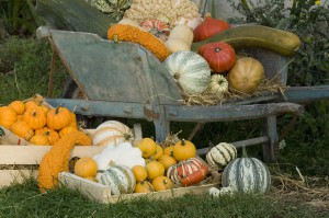 Copyright - F. Marre - Rustica - Le Champ de Pagaille - potager