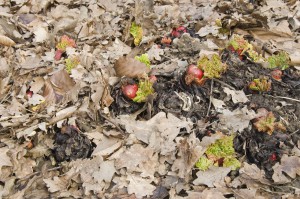 Paillis de feuilles mortes sur un pied de rhubarbe