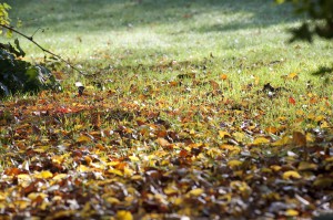 Scène de jardin en automne avec feuilles mortes sur la pelouse.