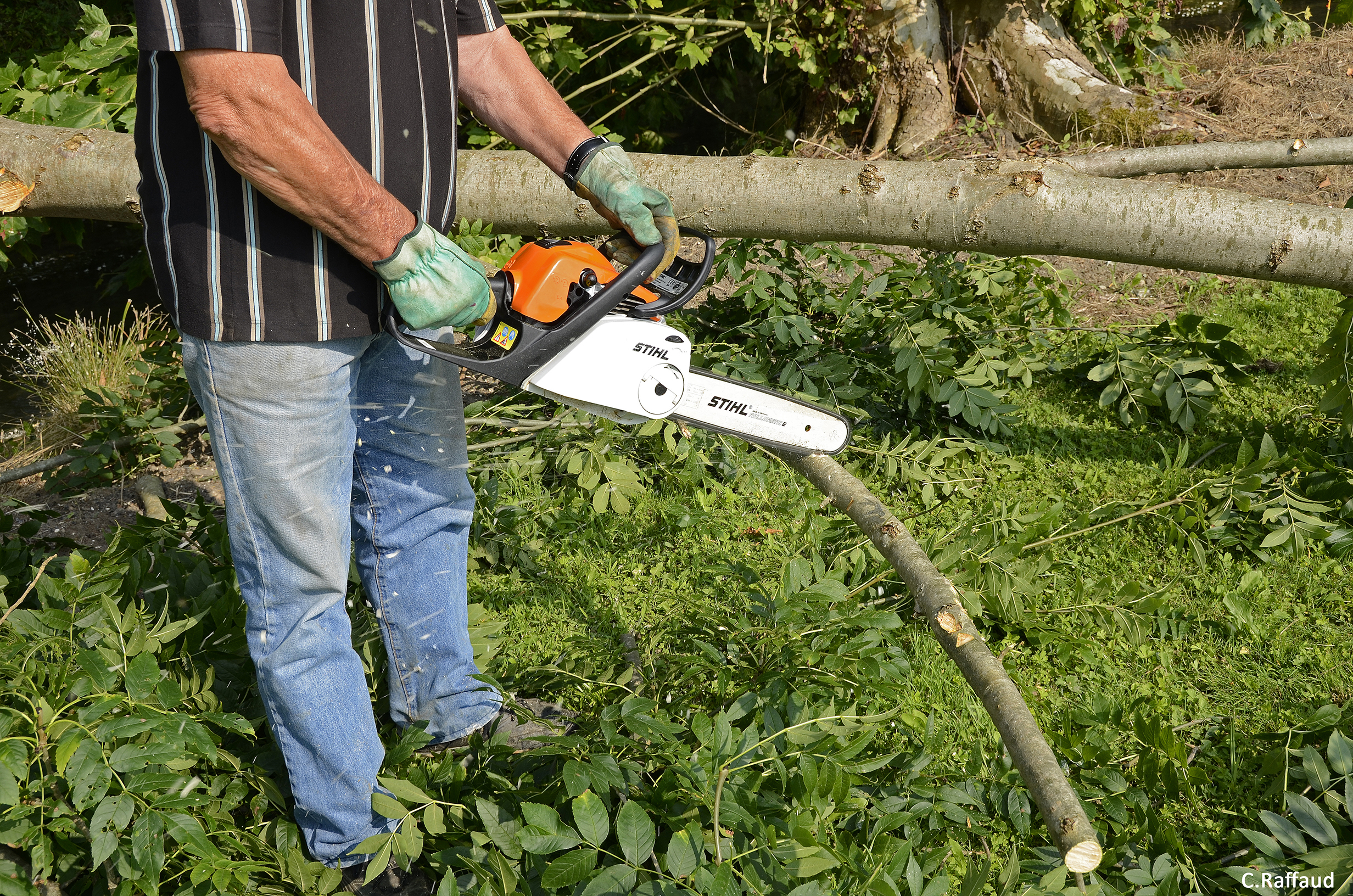 Comment abattre un arbre dans son jardin ? Blog jardin