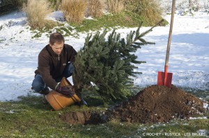 Le sapin naturel après les fêtes