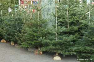 Large choix de sapins de Noël "Abies" en jardinerie