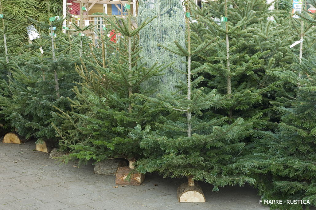 Comment garder un sapin dans un pot ?