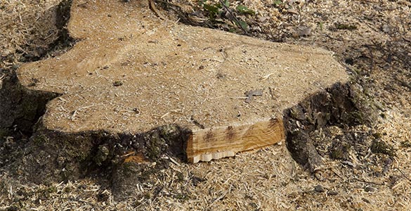 Couper un arbre à la base