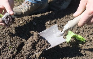 06750746-photo-a-l-aide-du-transplantoir-creusez-pour-introduire-le-plant-de-salade