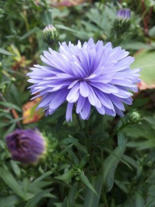 Aster maris ballard floraison automnale