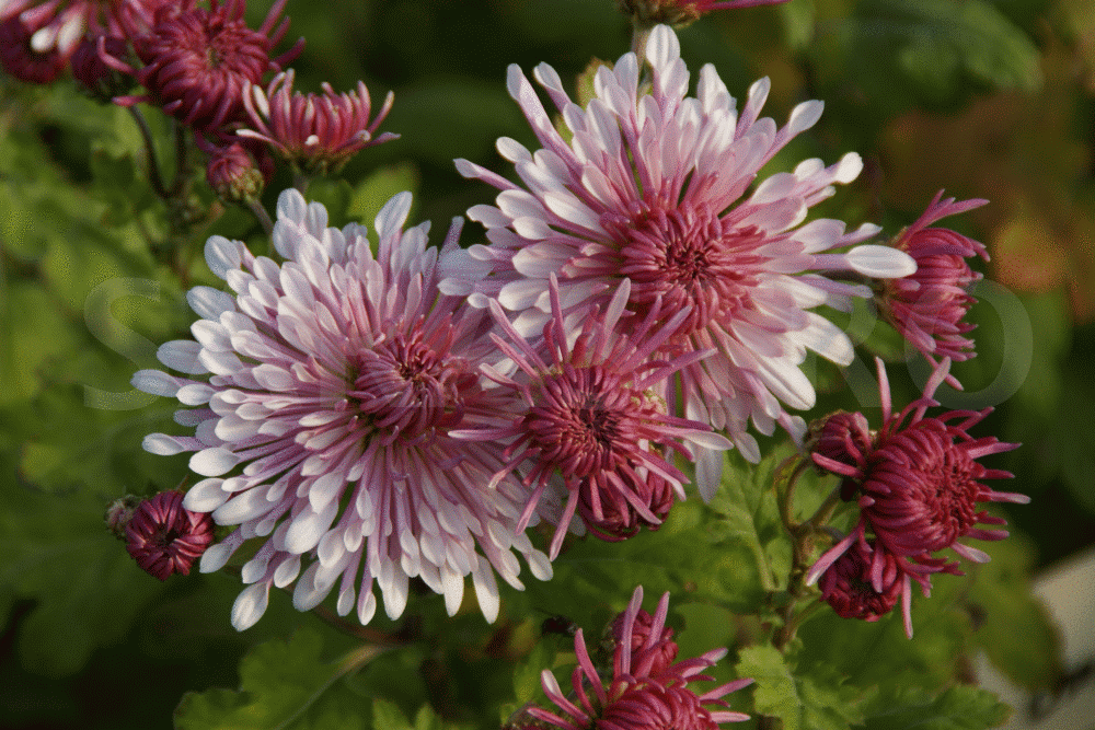 10 plantes à floraison automnale pour égayer votre jardin