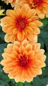 Dahlia floraison estivale et automnale