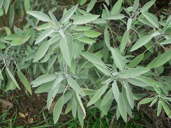 remèdes naturels au jardin sauge