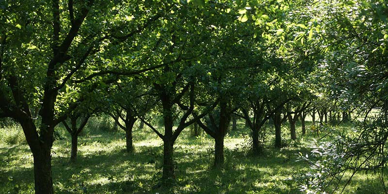 La taille de ses arbres fruitiers