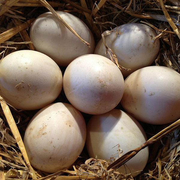 Oeufs de poules