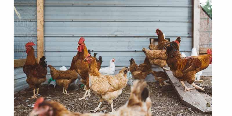 Poules dans le jardin