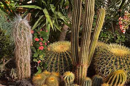 Cactus artificiel pour le jardin