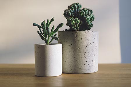 Décorer avec un cactus