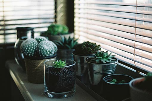 decorer-votre-interieur-avec-des-plantes-succulentes