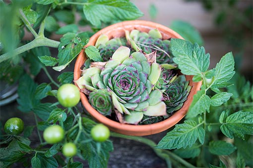 les-plantes-succulentes-pour-le-jardin