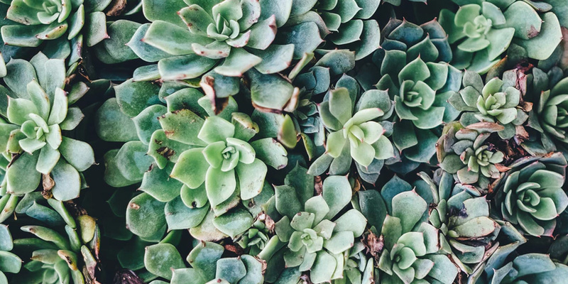 les plantes succulentes idéales si vous n'avez pas la main verte