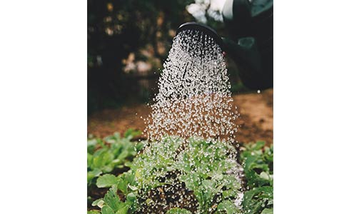 L'eau de pluie bénéfique pour le potager et le jardin